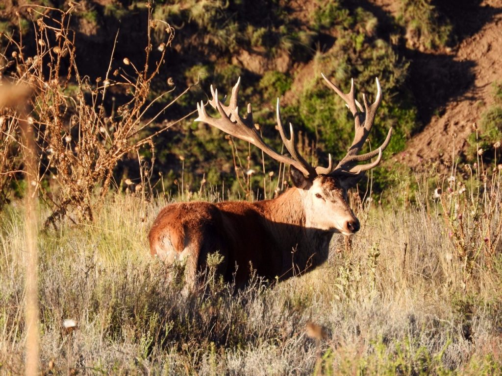 Red Stag Chile | A Red Stag Patagonia Destination | Red Stag Patagonia